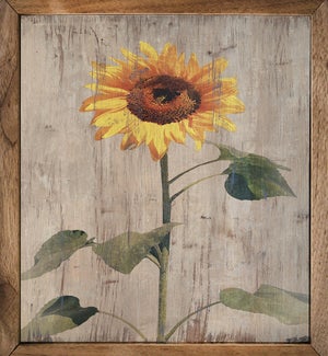 Faded Sunflower